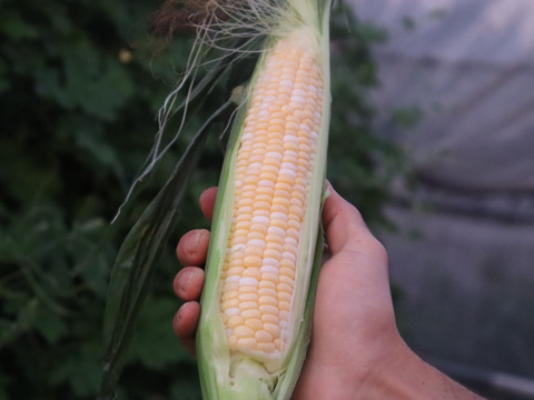 秋とうもろこし（ドルチェドリーム40本）生でも食べられます
