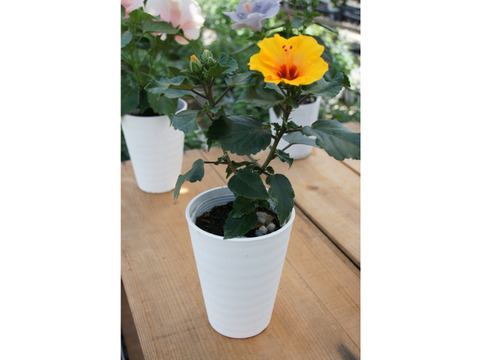 ロングライフハイビスカス  プチオレンジ[4寸鉢]