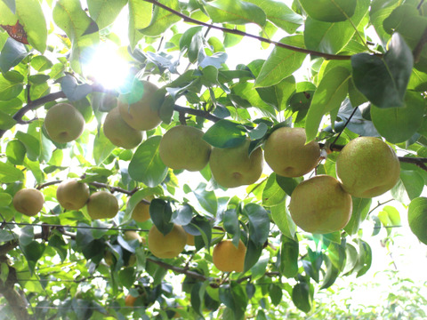 シャリっとした果肉と甘みと果汁の爽やかさ！たかの梨『幸水』中玉３㎏