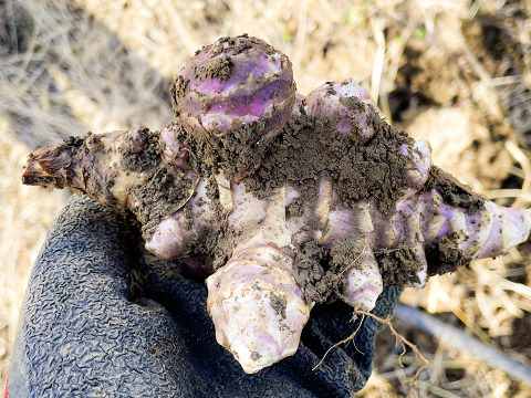 【産直 土付き】宮城県産 菊芋2kg  紅菊芋 自然栽培 栽培中農薬不使用 赤菊芋 生きくいも 生食