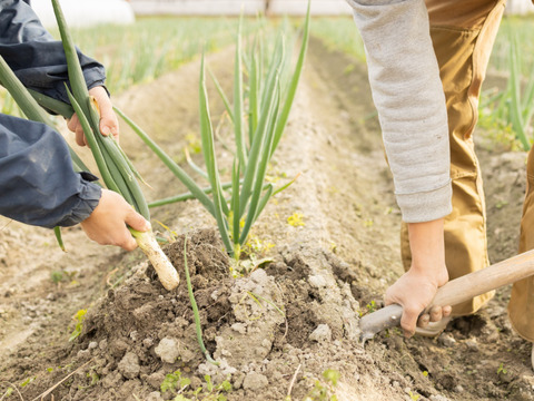 【自然栽培】自家採種一本ネギ1kg