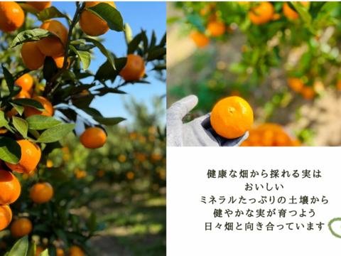 【予約】潮風みかん 5キロ箱　愛媛県・大三島産　ご家庭用S〜L混合