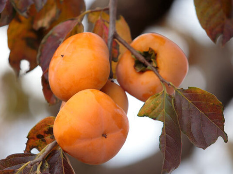 山梨県産　【本みりんと柿酢のセット】300ｍｌ×2　農薬・化学肥料不使用【冬ギフト】