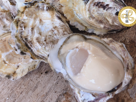 <天恵牡蠣 生食20個> 冬の味覚 天草有明海育ちの「マガキ」【配送2日エリア限定】