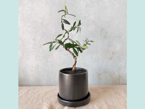 【ギフトにも◎】オリーブ盆栽　マンザニロ（PS183）