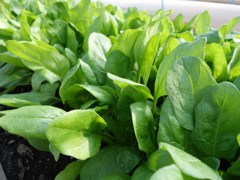 【茨城県産地直送】「朝採れほうれん草 」150g×7袋【計1kg】収穫時期7月下旬