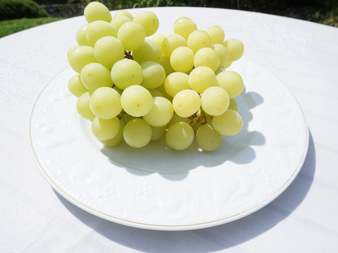 【冷蔵便】総重量800g以上！平井利右衛門の青ぶどう(シャインマスカット/2房)