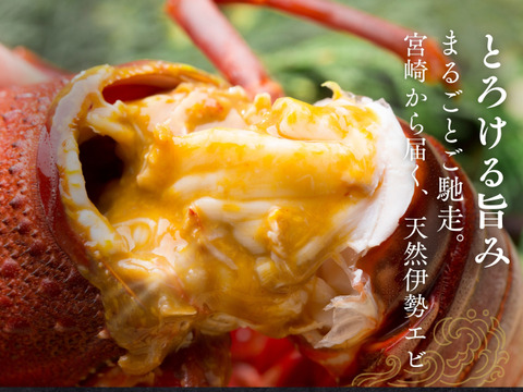 【生】ぷりぷり鮮度の活き伊勢海老（宮崎産｜2kg）