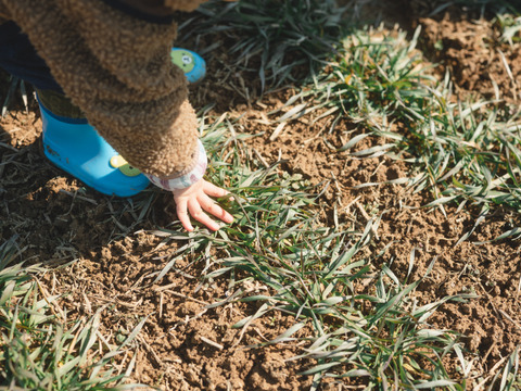 香り豊か！7年産有機南部小麦「全粒粉」１kg詰め
