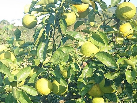 【自然栽培】今シーズン最終 家庭用   黄色かぼす　 ポン酢など利用できます 5Kg