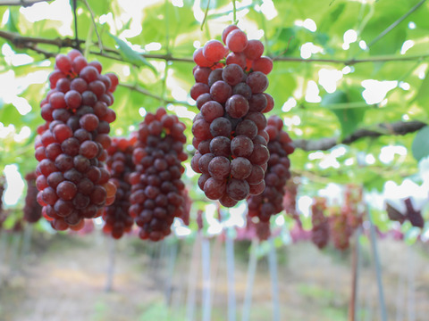 【母の日ギフト】漆山果樹園ワイン750ml×3本セット