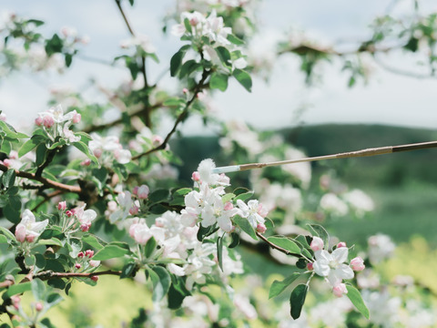 【常温便】～🍎青森りんごを直送🍎～ご自宅用リンゴ『サンつがる』５Kg 　１２個から２０個入り