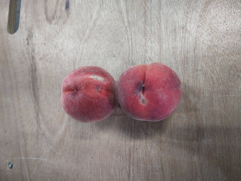 2箱分季節の白桃約2キロ5-10個入×2箱　訳あり家庭用  農薬半減栽培