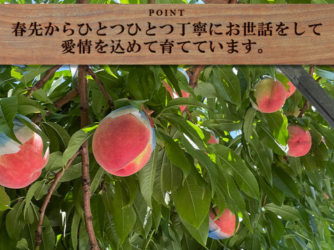 【期間限定！山梨県産桃訳アリ品種いろいろ🍑】すぐ発送！約2キロ！中～特大サイズランダム6～８個！一度食べたら忘れられない  その時期一番おいしい品種をお届け【品種おまかせ】