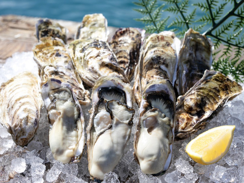 【殻付き牡蠣】【加熱用】【訳アリ、無選別】【2㎏】身がプリップリ！雄勝のマッチョな牡蠣