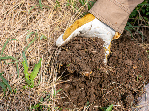 【自然栽培】日向夏1.6kg箱詰 -農薬不使用・無肥料・無除草剤-