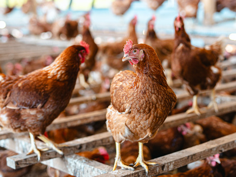 【年末特価！】国産穀物飼料で育てた平飼いたまご　M玉90個またはL玉80個