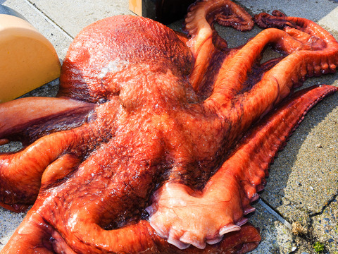 特大タコ足(2本) もずく(500g)セット❗️