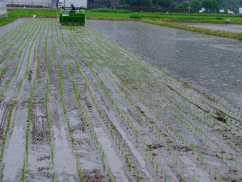 【有機JAS認証】名水と照葉樹林が育んだ綾町産有機米（ヒノヒカリ）10kg