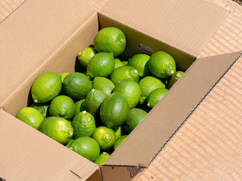 【自然栽培レモン】2㎏-農薬不使用/無肥料/無除草剤