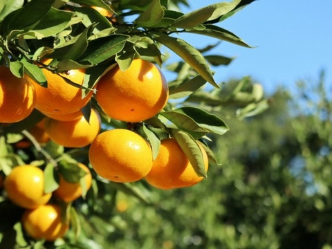 極上小玉みかん3kg