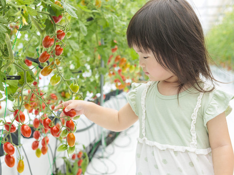 ★野菜ソムリエサミット2025金賞受賞商品★高糖度！【マスカットのようなフルーツトマト】ママ姉妹が作る〝美甘トマト〟　1キロ