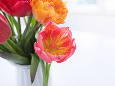 フラワーバレンタイン！　チョコレートチューリップ　（染チューリップ）　2月13日（金）発送　3～4 品種　10本　　※北海道・沖縄発送不可※