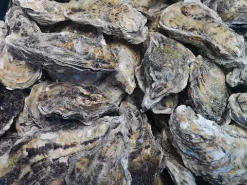 【水産庁補助事業　送料無料】❄️ 生食用 ８ｋｇ 殻付き 牡蠣 急速凍結 （冷凍牡蛎）松島牡蠣屋直送 🔥 BBQ/パーティーに！貝類 海産物 oyster 😋冷凍牡蠣 貝類 二枚貝 B