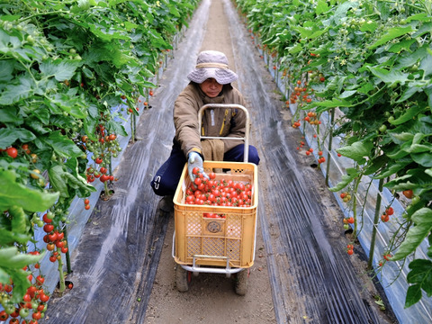 ジュワッと広がる旨み！寒暖差熟成"甲佐町産ミニトマト" (2kg)