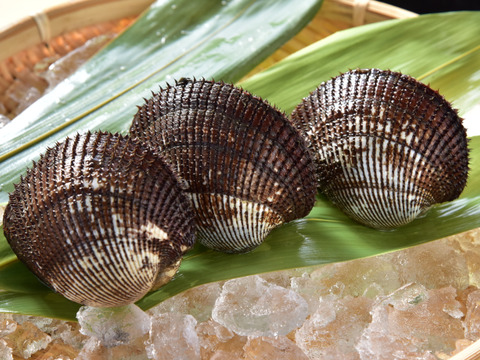 天然活赤貝！周防大島産！大中サイズセット