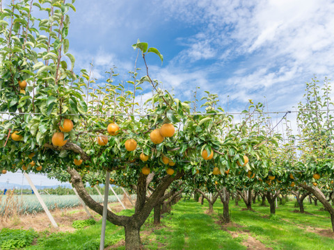 茨城県産  あきづき梨 ○kg