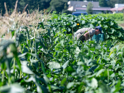 【７〜８月出荷】長野伊那谷の枝付きエダマメ【300g×4袋】【農薬・化学肥料不使用】