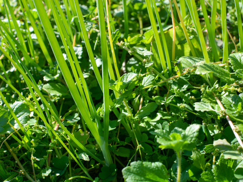 【自然栽培｜採れたて】甘くてやわらか石倉ネギ  2kg