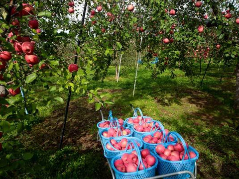 【 3000件突破セール 】【 先行予約･希少品種・清明 】【 水分たっぷりジューシー果汁 】山形県産 りんご 3ｋ【 家庭用・贈答用 】お米とご一緒に！