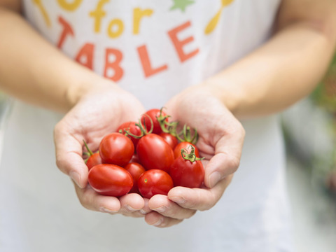 ★野菜ソムリエサミット2025金賞受賞商品★高糖度！【マスカットのようなフルーツトマト】ママ姉妹が作る〝美甘トマト〟　1キロ