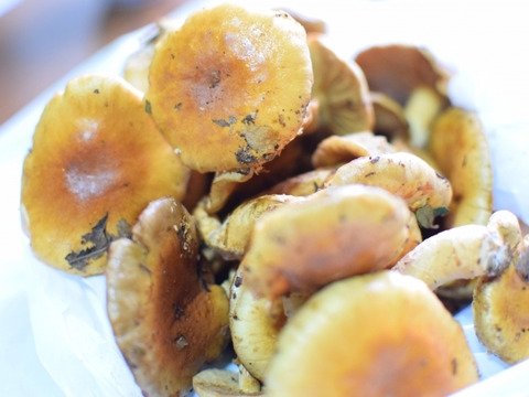 若干数！】新潟県妙高市産 天然なめこ 150g 最高のヌメリと香りと味