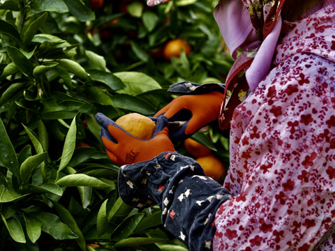 潮風と乳酸菌が育てた早生温州みかん　10kg
