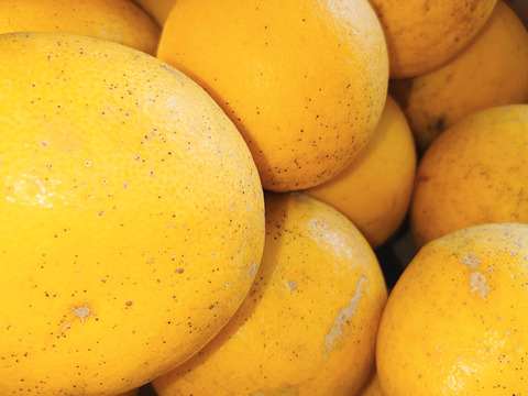 今が旬！　この時期一番美味しい商品【自然栽培】 河内晩柑(河内町産）（4.5K）