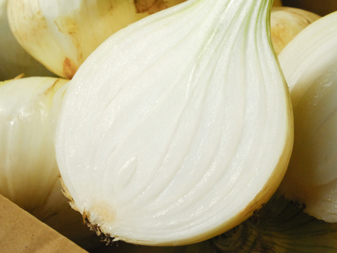 【予約商品】糖度９〜10度！! 甘い！！　淡路島スイートオニオン たまねぎ(5キロ)