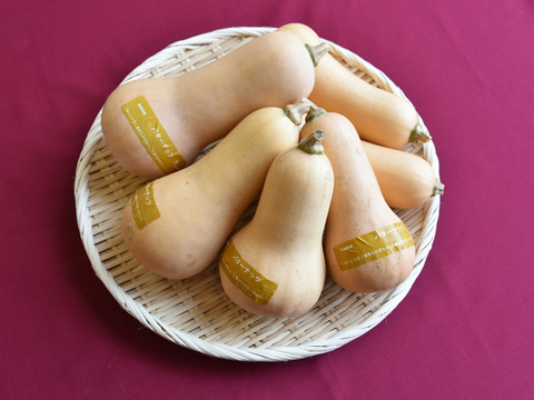 和らぎ農法　かぼちゃ　バターナッツ便（約2.5kg）
