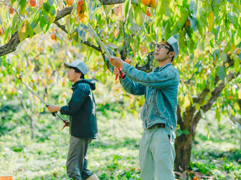 プレミアム干柿SHUKU「西条柿」15玉