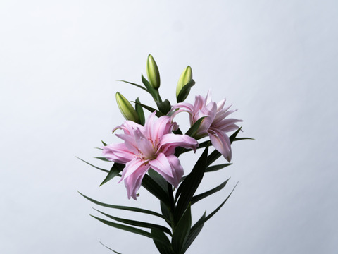 【母の日ギフト】■ダイアンサ3本束❤英字新聞仕様❤大人気品種