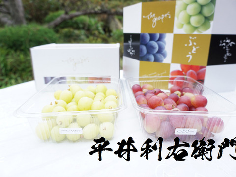 最終売り尽くしセール！【沖縄・離島用】平井利右衛門の赤青ぶどう(コトピー、シャインマスカット/粒1.5kg)