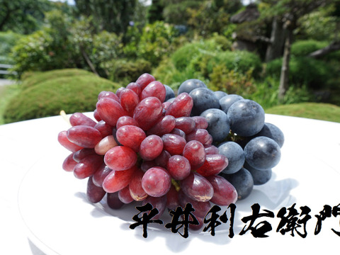 平井利右衛門の黒赤ぶどう（ブラックビート、クイーンセブン/各1房）