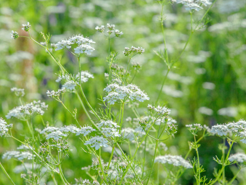 【初回限定！！とても希少な自然栽培＆固定種野菜のみ】自然と一緒に育てた旬の野菜セット5種類