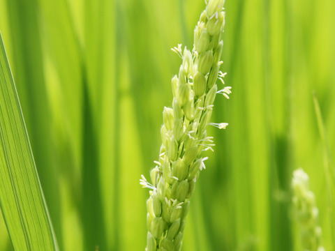 新米！コシヒカリを超えた！2021年産NIPPA米 有機つきあかり 玄米  (10kg)