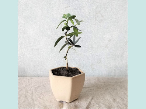 【母の日ギフトにも◎】手のひらサイズ　種から育てたオリーブミニ盆栽（PS185）