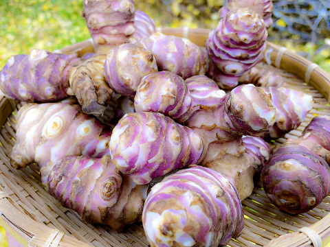 【産直 土付き】宮城県産 菊芋500g 紅菊芋 自然栽培 イヌリン 栽培中農薬不使用 赤菊芋 生きくいも 生食