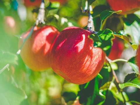 【緊急SOS！賞味期限間近のため25%OFF】完熟ストレートりんごジュース 1000ml × 6本