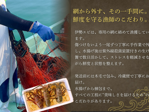 【生】甘み濃厚な天然伊勢エビ（宮崎産｜3kg）